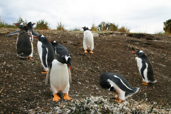 פינגוונים באי מארטיו