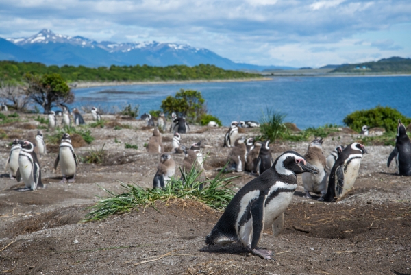 שיט בתעלת ביגל לאי הפינגווינים