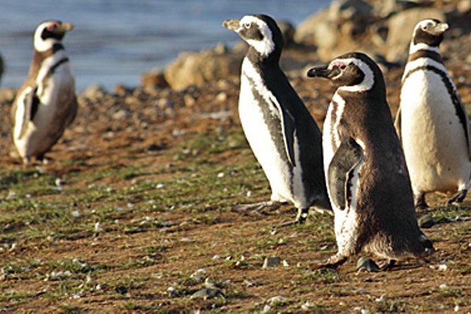pinguinos-en-isla-martillo.jpg