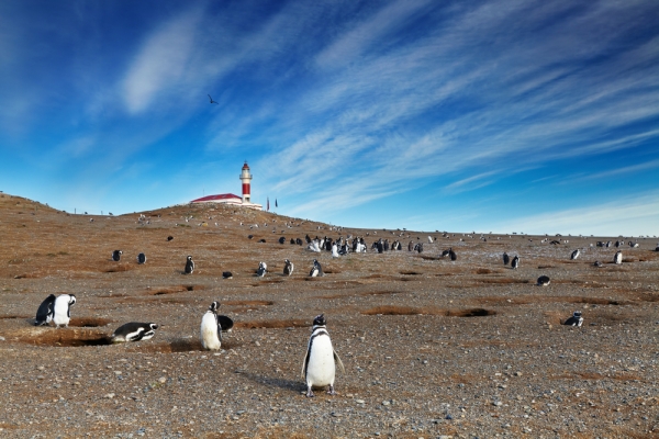 אי הפינגווינים מגדלנה