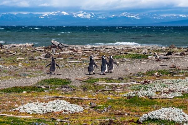 מושבת הפינגוינים סנו אוטווי